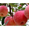 新鲜红富士苹果水果冰糖心5斤好吃的一整箱陕西平果生鲜萍果水果 5斤装