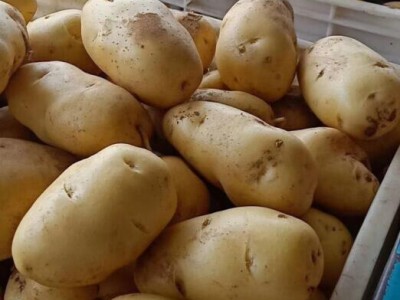 大土豆新鲜蔬菜马铃薯现货现货现发洋芋黄心土豆9斤装